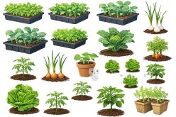 Фетр жорсткий з візерунком "Овочі для теплиці" 20х30см